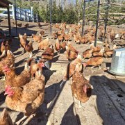 Naturally Good Eggs: Supporting Local, Sustainable Farming.